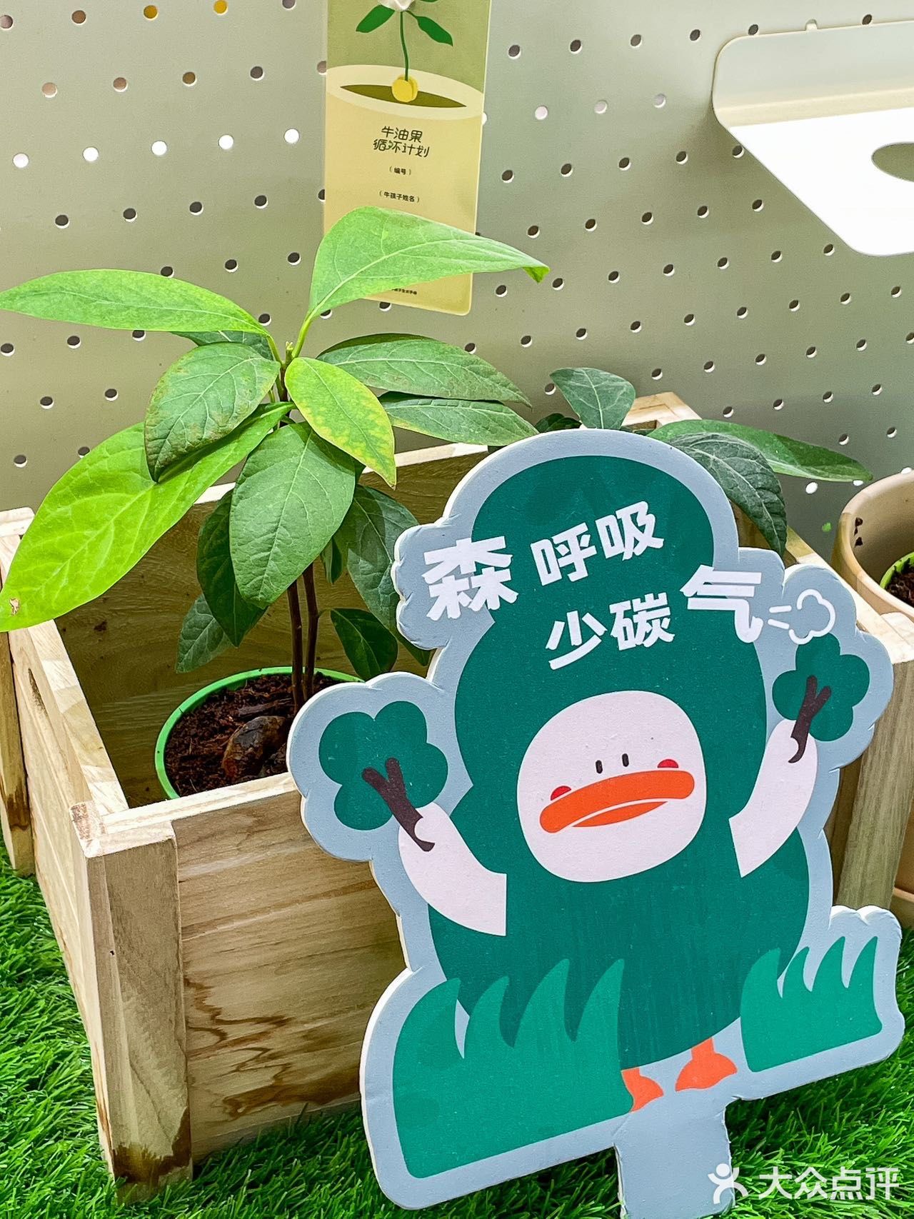 《关于我在长沙种下牛油果🥑这件事》