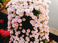 -上海市龙华烈士陵园