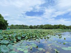 -荷塘月色湿地公园·向阳花洲