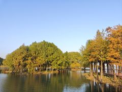 -贡湖湾湿地公园