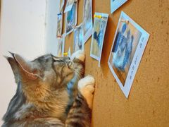 -李小姐の猫咖啡馆(五角场店)