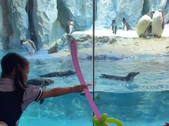 -帝企鹅自助餐厅•儿童岛•真企鹅(长隆企鹅酒店)