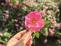 -天鹅湖体育公园
