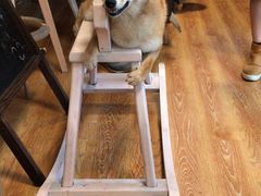 -柴犬高等学院·狗咖·柴犬售卖·宠物训练