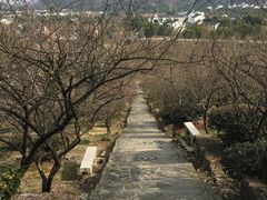 -香雪海