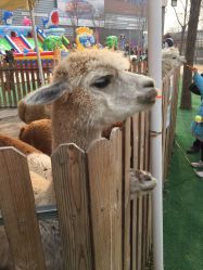 -萌宠亲子动物乐园(槐房万达店)