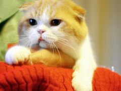 -Bastet sally猫舍购宠(静安店)