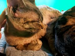 -李小姐の猫咖啡馆(五角场店)