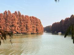 -上海海湾国家森林公园