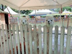 -萌宠亲子动物乐园(槐房万达店)