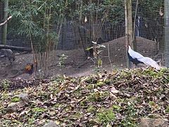 -都江堰中华大熊猫苑