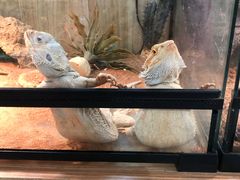 -钓仓鼠(洋桥北里小区店)