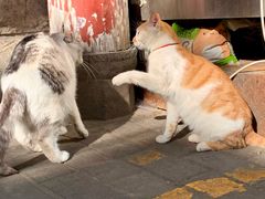 -清真·马文砂锅大全(麦苋街店)