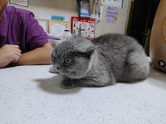 -千城康桥宠物医院·猫科·骨科·心脏