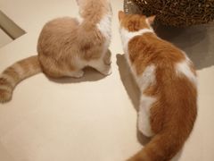 -飞行喵MR PILOT|猫舍·猫咖(静安大融城店)