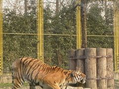 -上海野生动物园