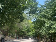 -长白岛森林公园