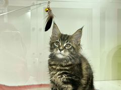 -青奢宠物·青奢猫舍