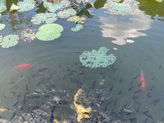 -广州神农草堂中医药博物馆