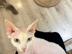 -有猫咖啡umeow coffee