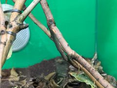 -上海大自然野生昆虫馆(东方明珠·爬宠昆虫探索中心)