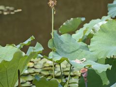 -陈家山荷花公园