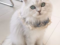 -怪兽屋·羊驼·猫咖·狗咖(俊华广场店)