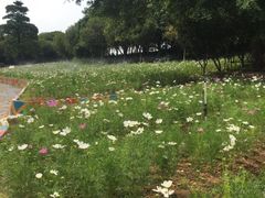-松山湖梦幻百花洲
