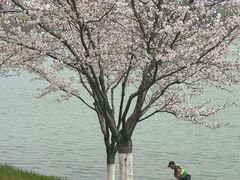 -羊山湖公园