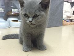 -创凡宠物医院·骨专科  猫科中心(西乡分院)