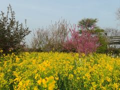 -武汉紫薇都市田园