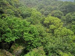 -阳台山自然风景区