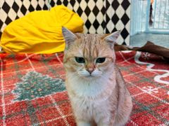 -大型宠物商超·宠海王国·宠物猫狗活体·用品·美容(新世界百货重庆店)