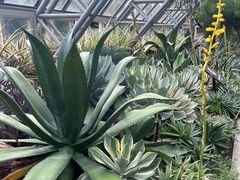 -深圳仙湖植物园