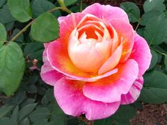 -人民公园(罗湖区)