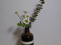 -双季花艺园艺市场(浦东店)