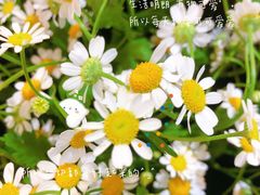 -双季花艺园艺市场(浦东店)