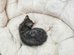 -鼓捣猫呢主题猫咖店