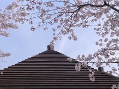 -顾村公园