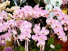 -中环花鸟鱼虫市场