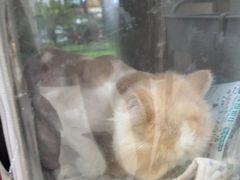 -御宝贝24h宠物医院·转诊中心·CT核磁血透中心(厦门总院)