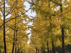 -汉长安城未央宫国家考古遗址公园