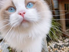 -喵屿·大理花园猫咖