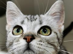 -东方名猫馆·英短金渐层布偶猫舍(环线广场1号楼店)