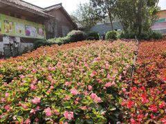 -松山湖梦幻百花洲