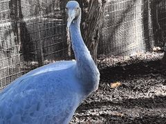 -费瑟代尔野生动物园