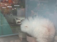 -FAELING PETS美天灵宠物(合生汇店)