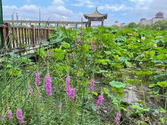 -莲花池公园