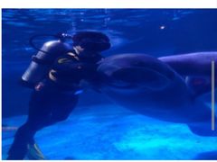 -烟台海昌鲸鲨海洋公园