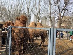 -长白岛森林公园